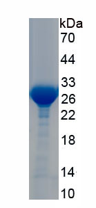 Recombinant Transmembrane Protein 173 (TMEM173)
