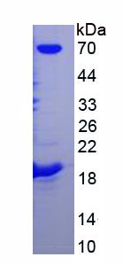 Recombinant Streptavidin (SA)