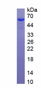 Recombinant Spike Protein (SP)