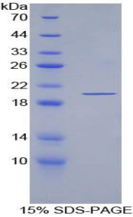 Recombinant Escherichia coli Protein (ECP)