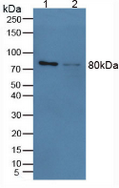 Anti-Calnexin (CNX) Polyclonal Antibody