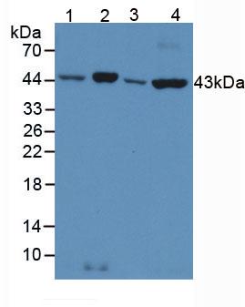 Anti-Actin Beta (ACTb) Polyclonal Antibody