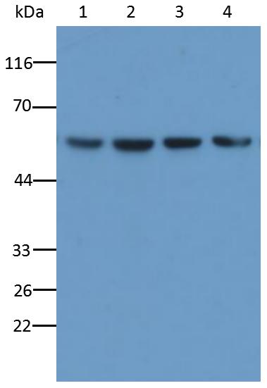 Anti-Tubulin Beta (TUBb) Monoclonal Antibody