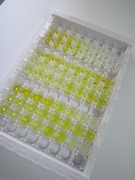 ELISA Kit for 17-Hydroxyprogesterone (17-OHP)