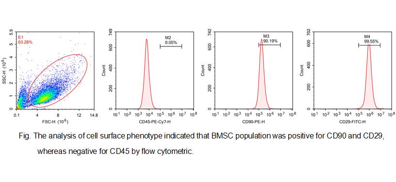Primary Rat Bone Marrow-derived Mesenchymal Stem Cells (BMMSCs)