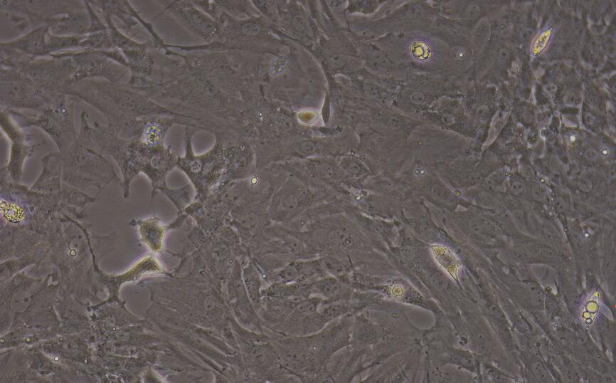 Primary Rat Synovial Cells (SYC)