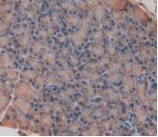 Monoclonal Antibody to Interleukin 33 (IL33)