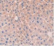 Polyclonal Antibody to Angiopoietin 1 (ANGPT1)
