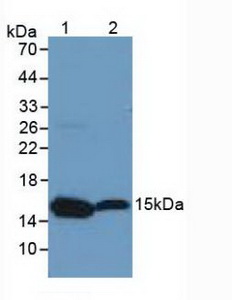 Polyclonal Antibody to Histone H3 (H3)