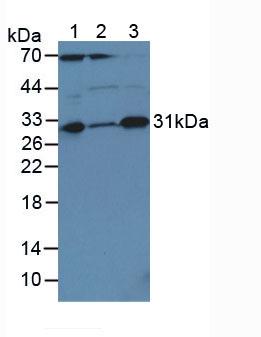 Polyclonal Antibody to Caspase 3 (CASP3)