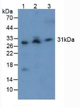 Polyclonal Antibody to Caspase 3 (CASP3)