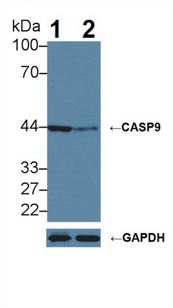 Polyclonal Antibody to Caspase 9 (CASP9)