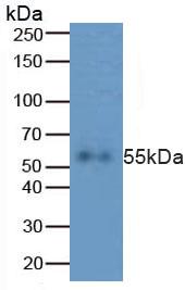 Polyclonal Antibody to Caspase 8 (CASP8)
