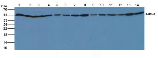 Polyclonal Antibody to Actin Beta (ACTb)