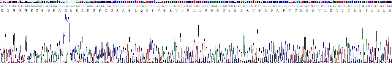 Recombinant Histone Cluster 2 H2aa3 Hist2h2aa3 Rpq019hu01 Homo Sapiens Human Cloud Clone Corp Ccc