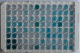 ELISA Kit for Charcot Leyden Crystal Protein (CLC)